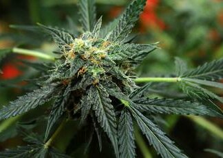 Usa verso svolta storica su marijuana, sarà ‘droga meno pericolosa’