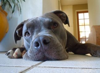 Ruba un pitbull da un’abitazione a Venturina