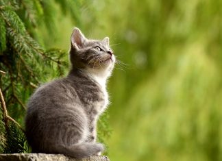 Importante lascito ereditario per i gatti e i cani di Empoli Gatto
