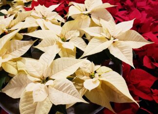 Coldiretti Toscana: mettiamo sotto l’albero stelle di Natale e ciclamini, depurano la casa