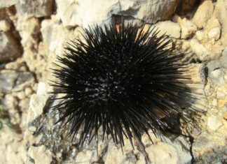 Mille ricci pescati a Follonica, ben oltre il limite consentito. Maxi multa di duemila euro ricci di mare