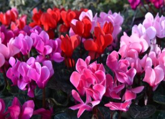 I fiori della Versilia appesi a un filo per l’aumento delle materie prime. Allarme Coldiretti ciclamini fiori versilia