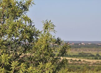 Made in Tuscany record di esportazioni. Vino, olio e frutta export valgono 240 milioni in più ulivi Toscana