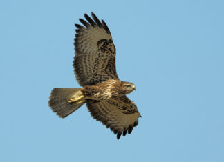 Livorno, dopo le cure ricevute al Cruma Lipu tornano a volare tre splendidi rapaci Lipu Livorno