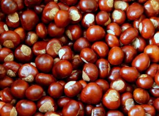 Marradi, Italcanditi presenta il piano industriale. Verso la cessione al gruppo De Feo castagne