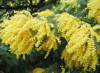 8 marzo in Toscana, Giornata internazionale della donna ricca di iniziative mimosa