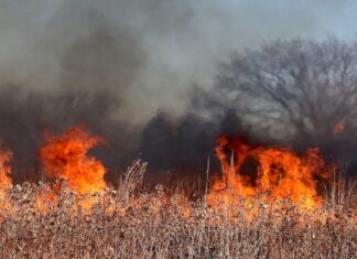 Pescia, il fuoco distrugge venti ettari di bosco incendio
