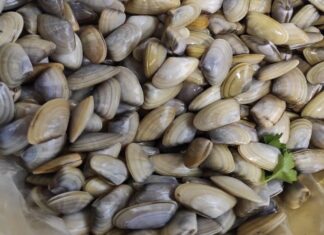 Guardia Costiera informa, chiusa la pesca sportiva e ricreativa delle telline Telline