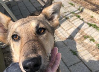 A Empoli i primi profughi a quattro zampe salvati dalla guerra Empoli