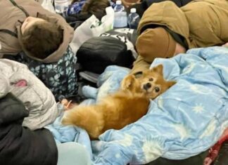 Firenze accoglie cani e gatti dei rifugiati in arrivo dall’Ucraina animali ucraina