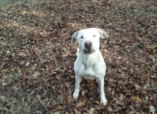 Giù le zampe, a Livorno 8 marzo anche per i cani delle vittime di violenza animali
