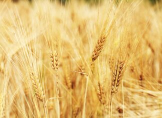 Ucraina, sos grano in Toscana. Prezzo mai così alto e in continua salita grano