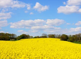 Aumentano i costi di produzione per ortofloricoltori e allevatori toscani Fiori natura mimose