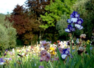 Firenze, inaugurato il Giardino dell’Iris