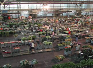 Pescia, la Regione stanzia due milioni per il mercato dei fiori