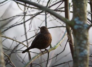Firenze, merli usati come richiami. Scatta la denuncia