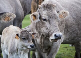 Firenze, mandria di mucche irrompe in un agriturismo: danni alla struttura Mucche animali