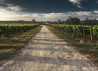 Nasce ‘Vigneto Toscana’ per la promozione dei territori