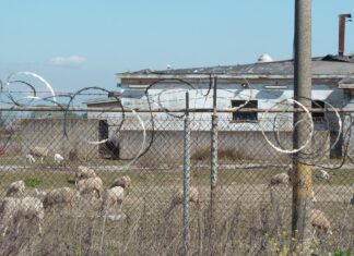 Base militare di Coltano, per i Carabinieri “rilevanza strategica”