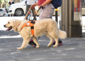 Scandicci, open day con i cani guida per non vedenti