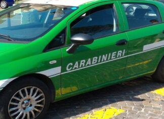 Firenze, carcasse di ovini abbandonate. Denunciati due imprenditori