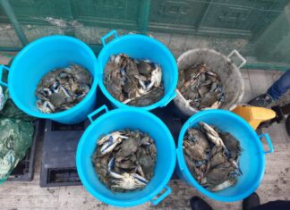 Prato, sequestrati 120 chili di granchi esposti al sole