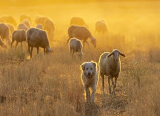 Arezzo, mangimi per gli allevamenti fino a settembre Pecore gregge animali pascolo