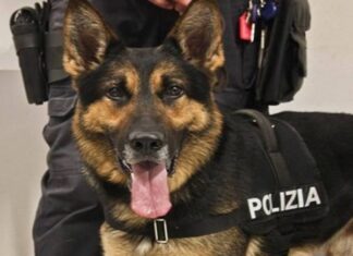 Prato, in auto con hashish e foglio di via