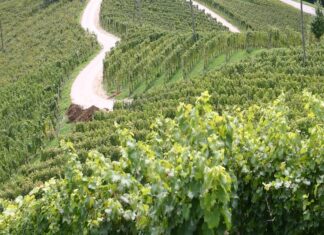 Strade del vino, dell’olio e dei sapori, finanziata la promozione 2022 vigne vigneto vino