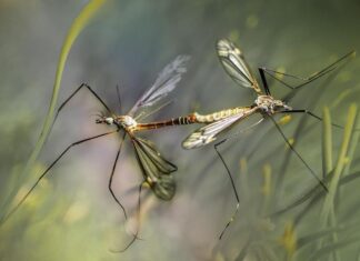 Firenze, arriva la app anti zanzare Mosquito Alert