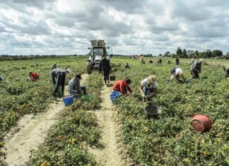 Caporalato nei campi in Maremma, centinaia di lavoratori sfruttati Agricoltura natura