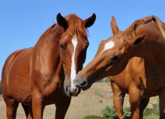 Volterra, la strage dei cavalli maltrattati. Ihp si oppone all’archiviazione