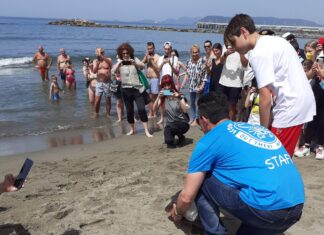 Marina di Massa, il ritorno in mare di tartaruga Caretta Caretta