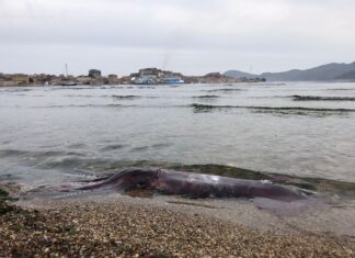 Totano gigante all’Isola d’Elba: femmina di 149 centimetri Totano mare pesci