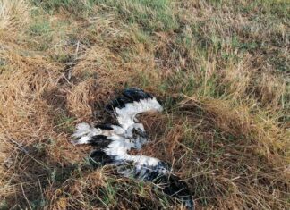 Siccità, morti due piccoli delle cicogne di Porcari