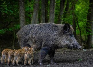 Coldiretti invoca l’esercito per i cinghiali toscani