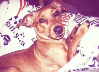 Pistoia, torturò e uccise Pilù: condannato Gaetano Foco