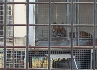 Cecina, per il sindaco circo ok: “Le tigri in gabbia stanno bene. Sono felice”