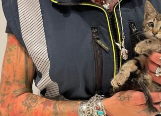 Prato, i vigili del fuoco salvano Chanel dal sottotetto rovente