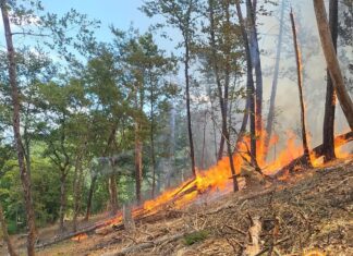 Incendi in Toscana, Cisl Arezzo: “Mancano uomini e mezzi”