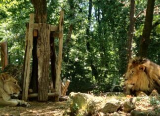 Mufasa, il nuovo re leone del Giardino zoologico di Pistoia