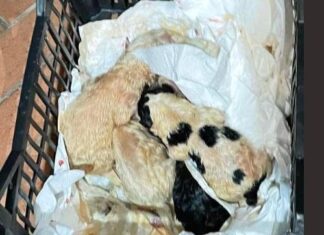 Arezzo, cagnolini appena nati gettati come rifiuti. Un cucciolo morto