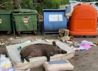 Vaglia, il sindaco fonda la squadra supporto cinghiali SuDiCi