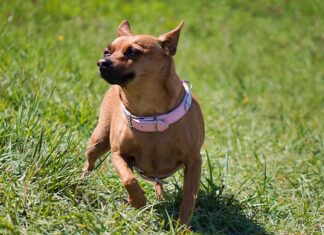 Diecimo, cagnolino sbranato da due pitbull lasciati liberi