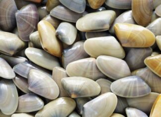 Escherichia Coli nelle arselle, Asl declassa spiagge Versilia