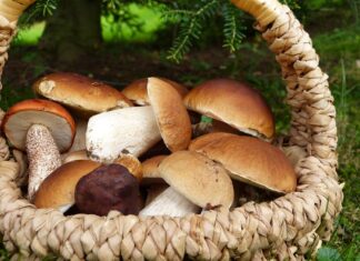 Intossicazione da funghi: 44 persone in ospedale in Toscana