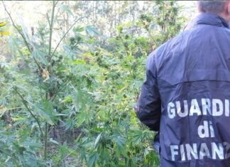 Pistoia, 500 piante di canapa. Giro da un milione. Cinque arresti