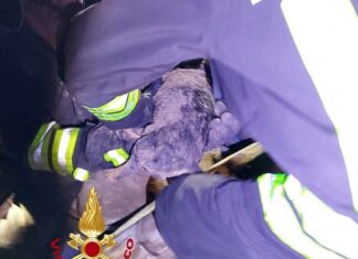 Palazzina esplosa a Lucca, salvati cuccioli di bassotti tra le macerie