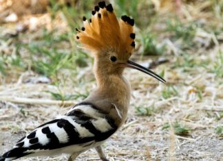 Falco, civette, gheppio, upupa detenuti illegalmente: denunciato