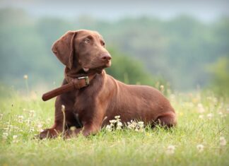 Val d’Arbia, cacciatore uccide a fucilate la sua cagnolina